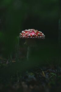 close up photo of a fly agaric mushroom