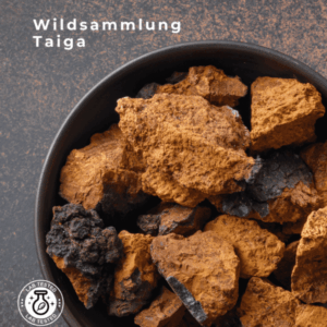 Chaga Finnische Wildsammlung