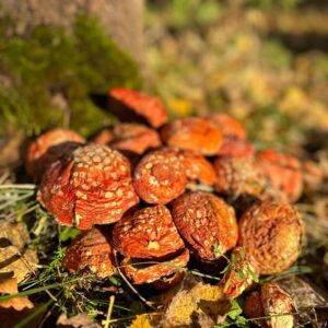 30g Hüte Räucherwerk Amanita muscaria (Fliegenpilz) Ernte 2023