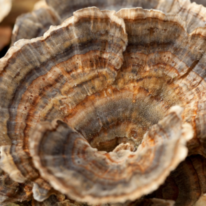 Räucherwerk Huaier-Pilz (Trametes robiniophila Murr.)