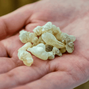 Grüner Weihrauch Royal Hojari 1.Grad Oman