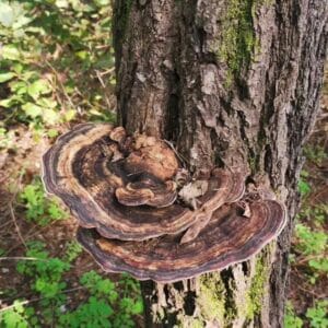 Räucherwerk Huaier Pilz (Trametes-robiniophila-murr)