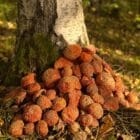 Fliegenpilz mit roter Kappe im Birkenwald, Wildsammlung Sibirien und Lettland