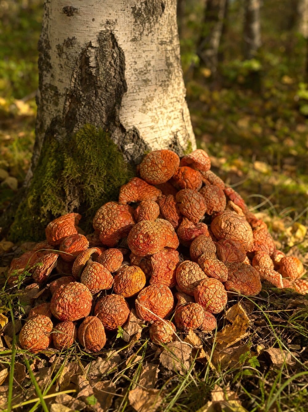 fliegenpilz-raeucherwerk-huete-wildsammlung-sibirien Fliegenpilz mit roter Kappe im Birkenwald, Wildsammlung Sibirien und Lettland